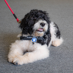 Portuguese Water dog puppy laying down