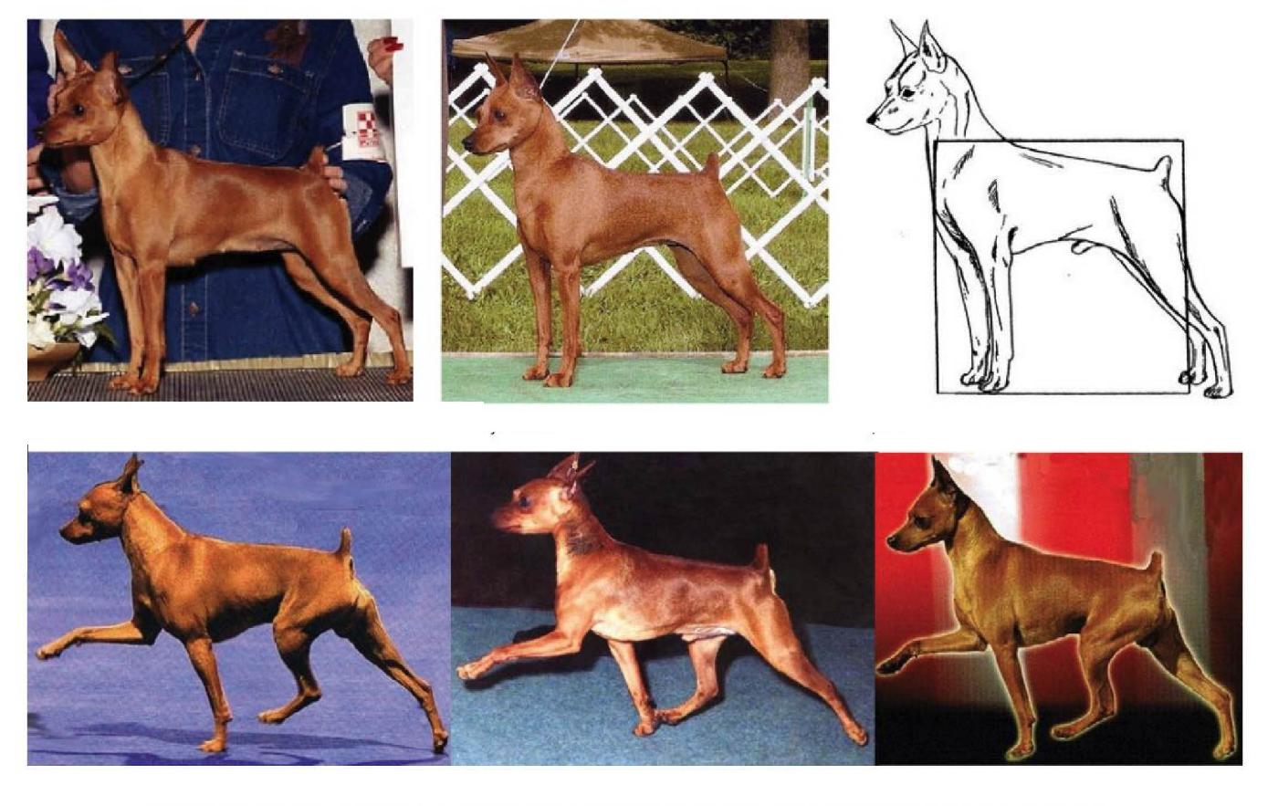 A collage of various real-life photos of Miniature Pinschers as well as a drawing of a Miniature Pinscher.