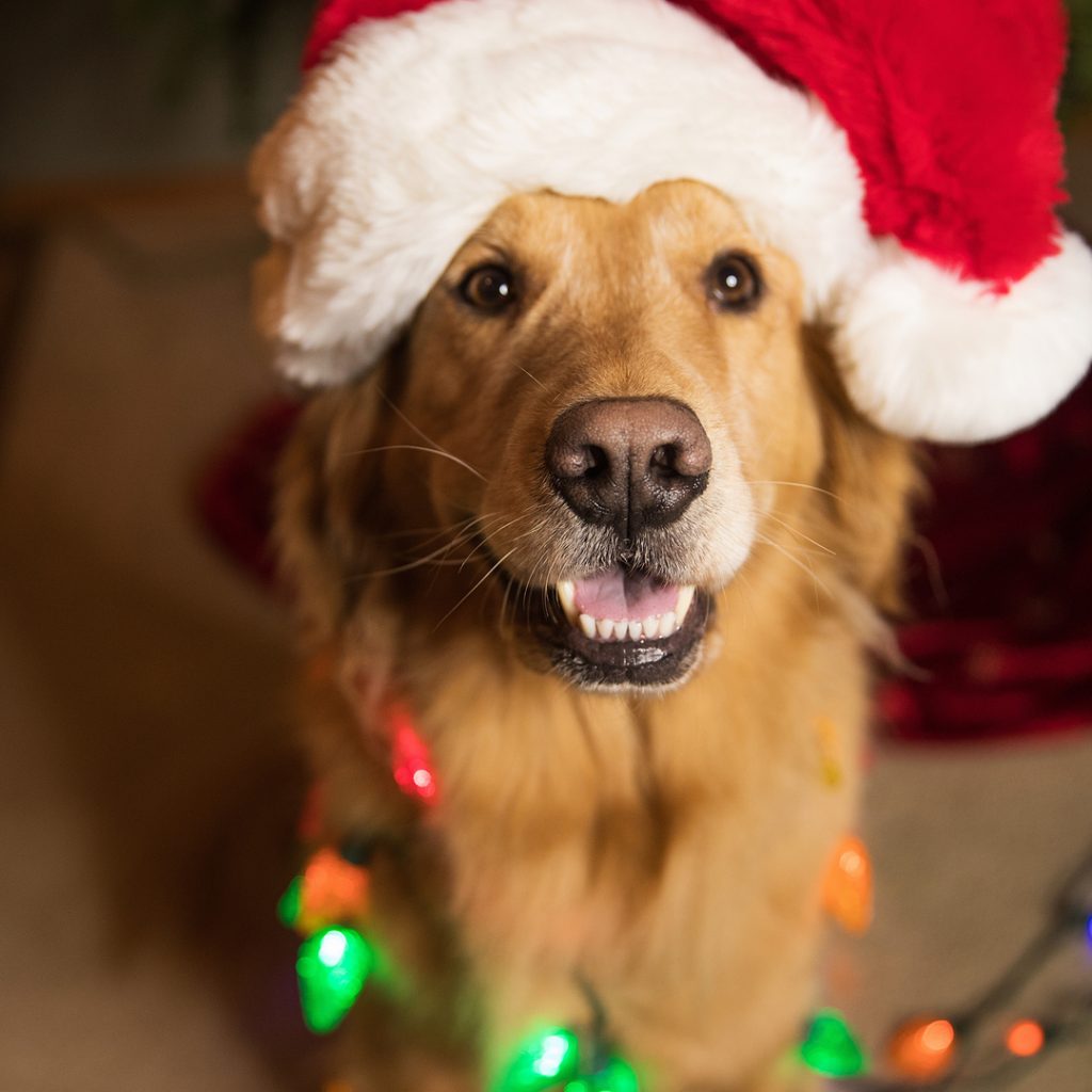 A Golden Retriever wearing a Santa Clause hat as well as Christmas lights.