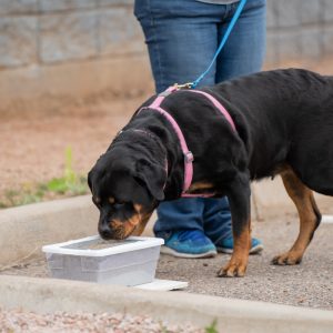 Rottweiler sniffing a plastic box outside.
