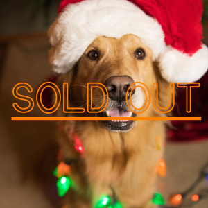 A "sold-out" warning with a Golden Retriever as the background.